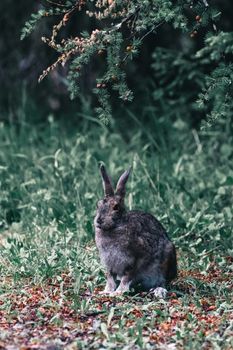 A rabbit sits quietly in a lush Canadian forest. Perfect for nature and wildlife themes.