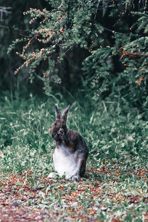 Rabbit on Green Grass 