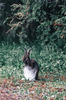 A cute wild hare sitting in a lush green Canadian forest, surrounded by greenery.