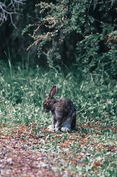 A snowshoe hare blending with the forest floor under conifer trees in Canada.
