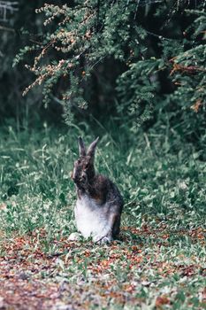 Close-up of a snowshoe hare in a lush Canadian forest.