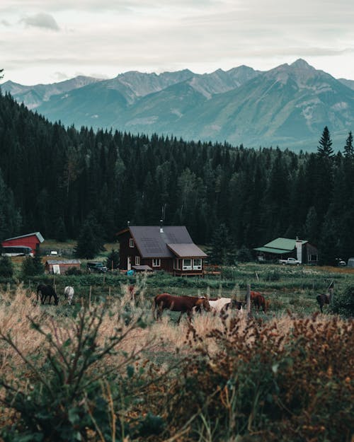 Fotobanka s bezplatnými fotkami na tému dedín, dedina, hory