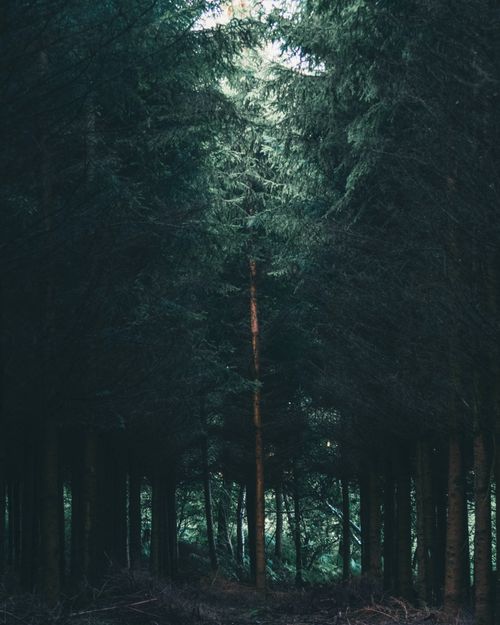 Free A serene view of a dense forest pathway in Canada, capturing the essence of wilderness. Stock Photo