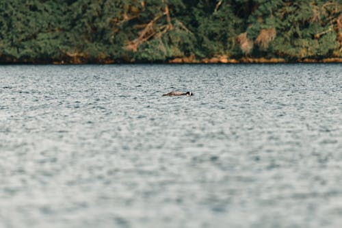 Gratis stockfoto met beest, dieren in het wild, eend