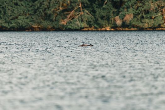 A Common Loon glides peacefully across a serene lake in a Canadian wilderness setting.