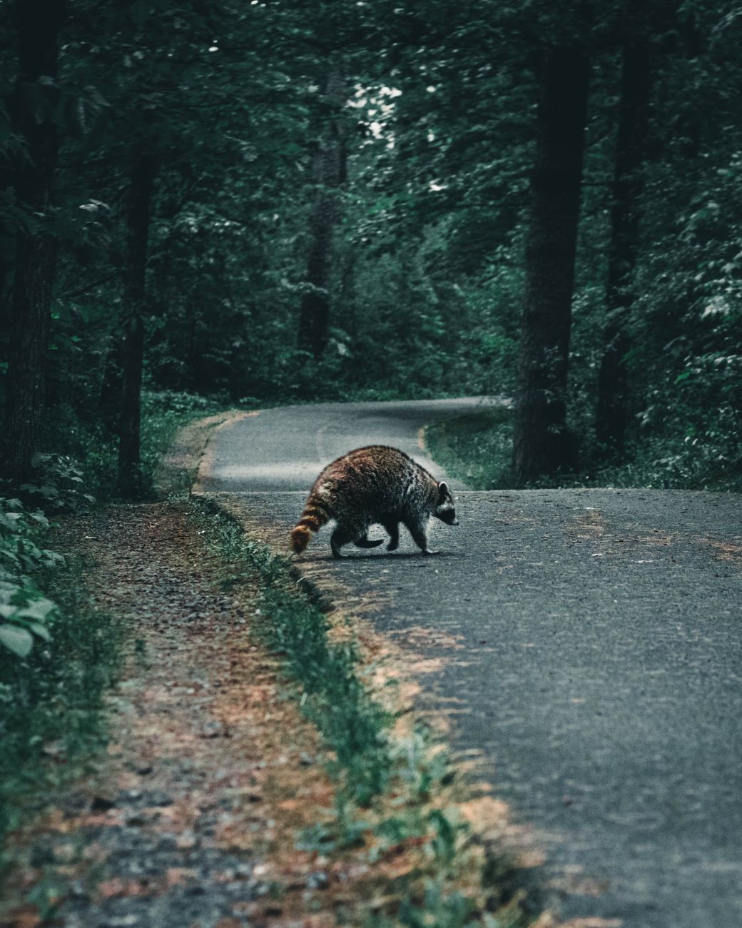 RFK Jr's Raccoon Penis Cut: Bioethics Fail?