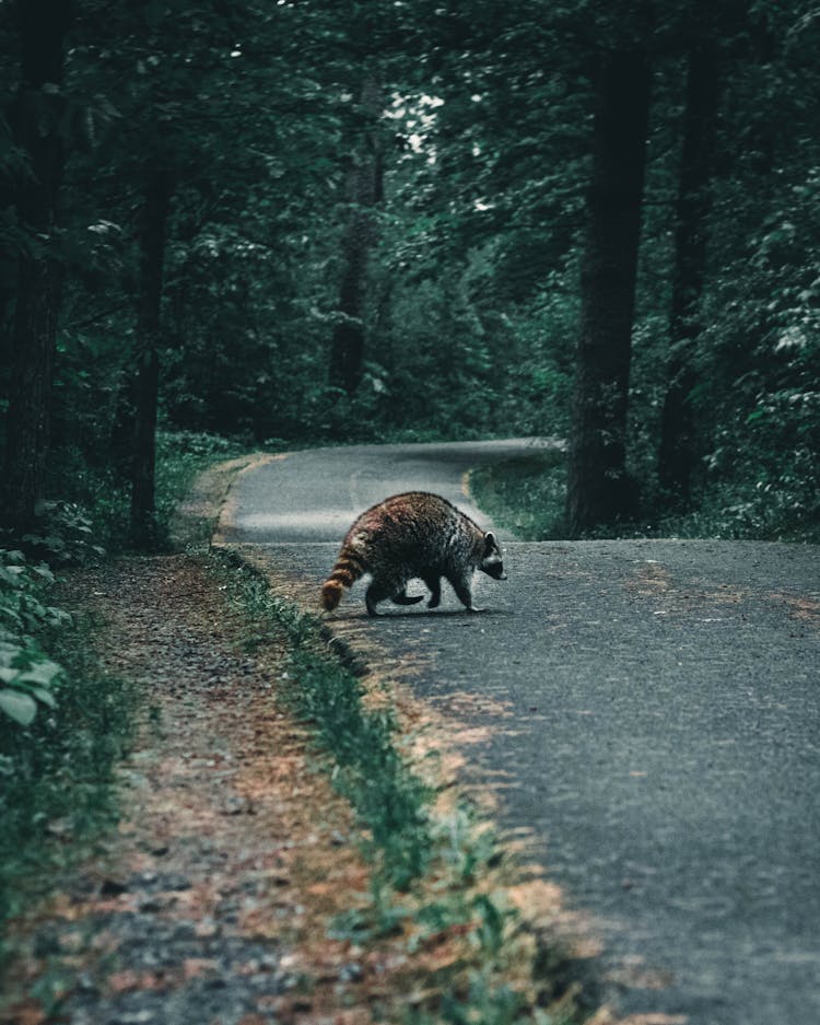 Raccoon Crossing The Road 