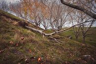 An Uprooted Bare Tree on a Hillside