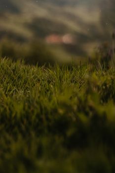 Captivating close-up shot of dewy green grass under the soft dawn light.