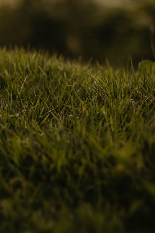 Free Close-up of lush green grass with dewdrops under natural sunlight, capturing nature's tranquility. Stock Photo