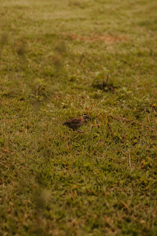 Free Rufous-collared Sparrow Bird on Green Grass 
 Stock Photo