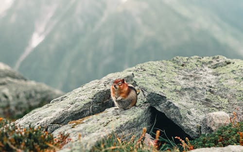 Fotobanka s bezplatnými fotkami na tému divočina, hlodavec, hory