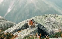 A chipmunk in its natural rocky habitat amidst Canadian mountains, showcasing wildlife beauty.