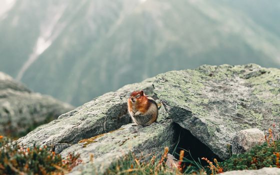 A chipmunk in its natural rocky habitat amidst Canadian mountains, showcasing wildlife beauty.