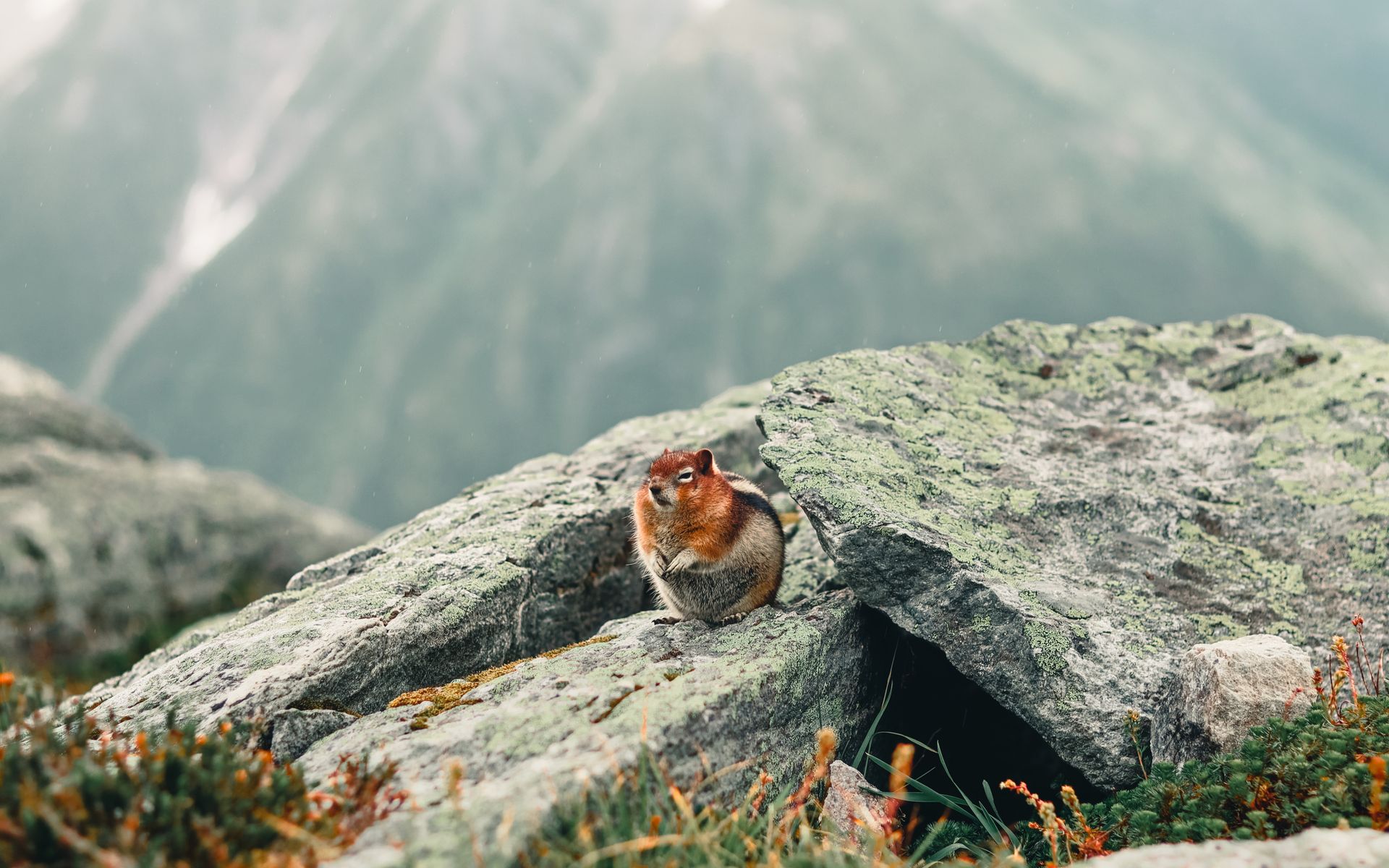 Brown and White Rodent on Gray Rock