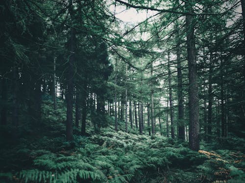 Imagine de stoc gratuită din arbori, arbori veșnic verzi, conifer