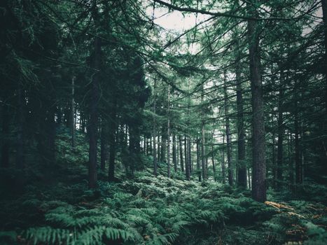 Lush evergreen forest in Canada, featuring ferns and scenic greenery.