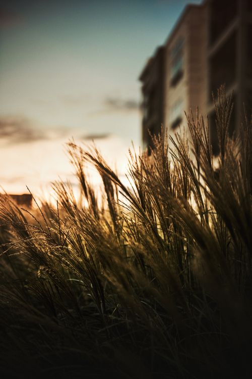 Free Dramatic sunset over city grass and building in Pittsburgh. Stock Photo