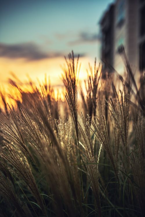 Free Close-up of grass with golden sunlight at sunset, Pittsburgh skyline in the background. Stock Photo