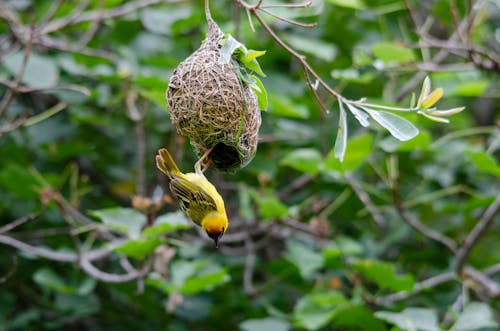 Eastern Golden Weaver Perched on Nest 
