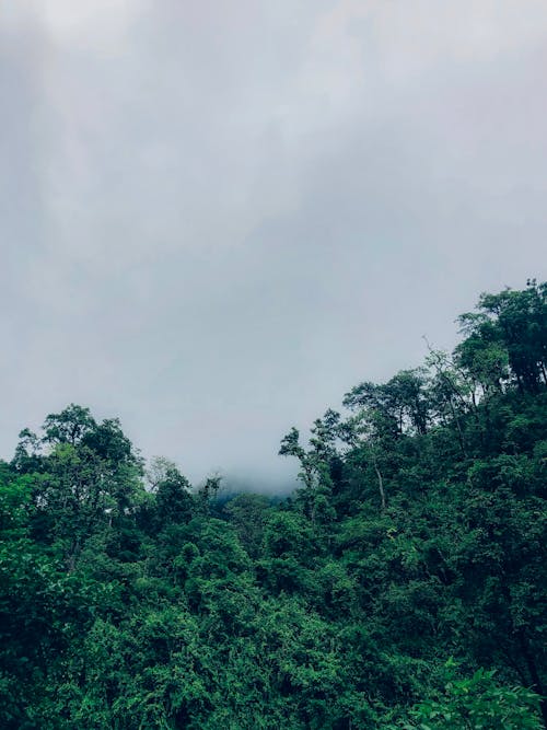 Gratis stockfoto met bewolkte lucht, bossen, groene bomen