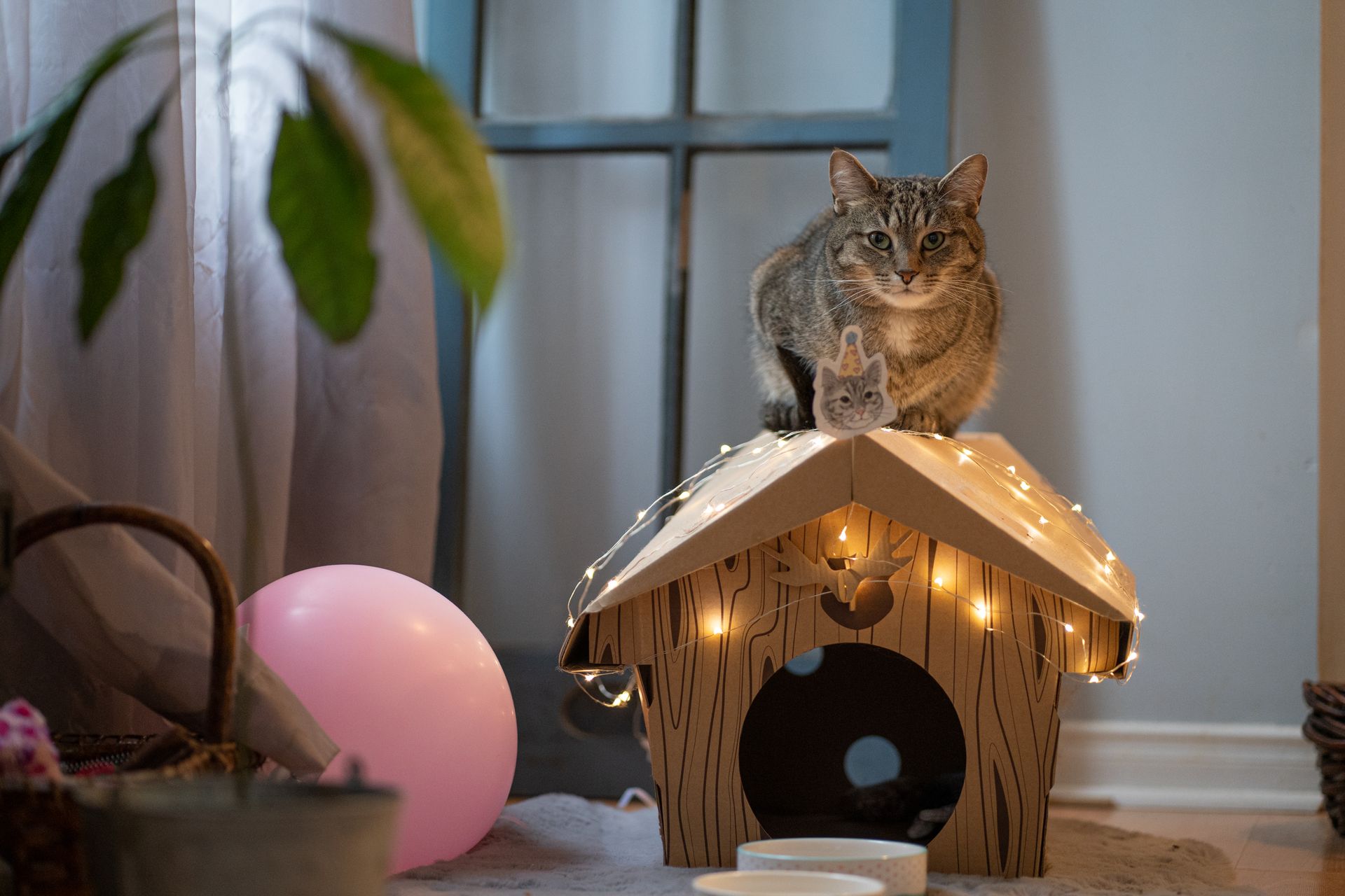A Tabby Cat Sitting on a Miniature Wooden House