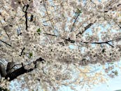 巴尔的摩的春天，樱花盛开，充满活力