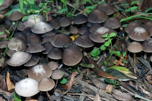 Kostnadsfri bild av bruna svampar, lövskräp, skogssvamp