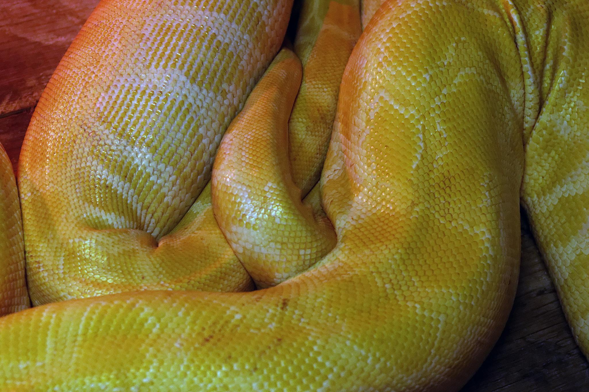 albino boa constrictor python