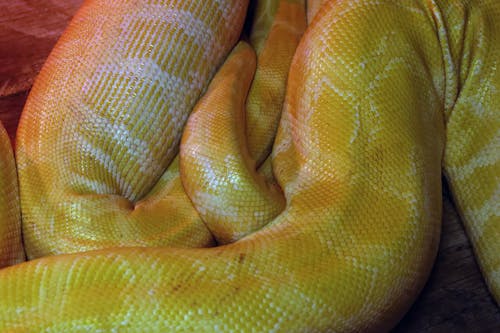 Free stock photo of albino, boa, constrictor