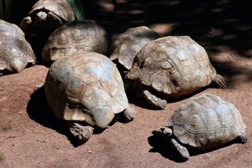 Free stock photo of leopard tortoise, reptiles, tortoise