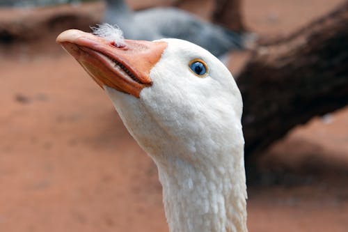 Imagine de stoc gratuită din adorabil, alb, animal