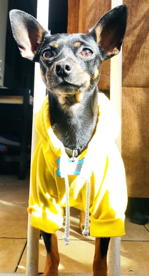 Free stock photo of black, chihuahua, coffee