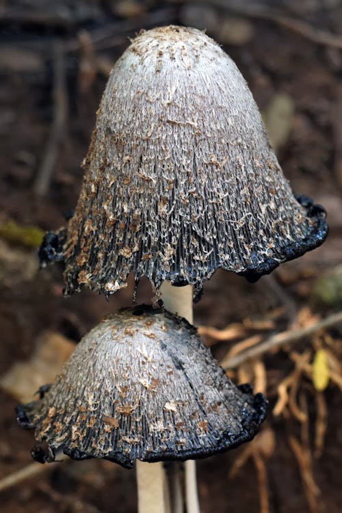 Close Up of Coprinus Comatus Mushroom