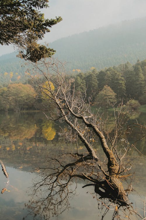Branches on Lake