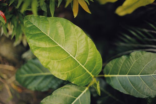 Green Leaves in Tilt Shift Lens