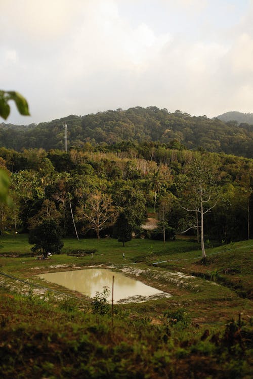 Pond near Forest