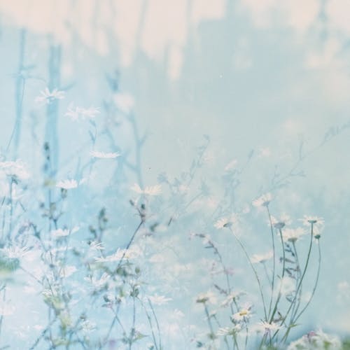 Kostenlos Kostenloses Stock Foto zu flora, natur, nebel Stock-Foto