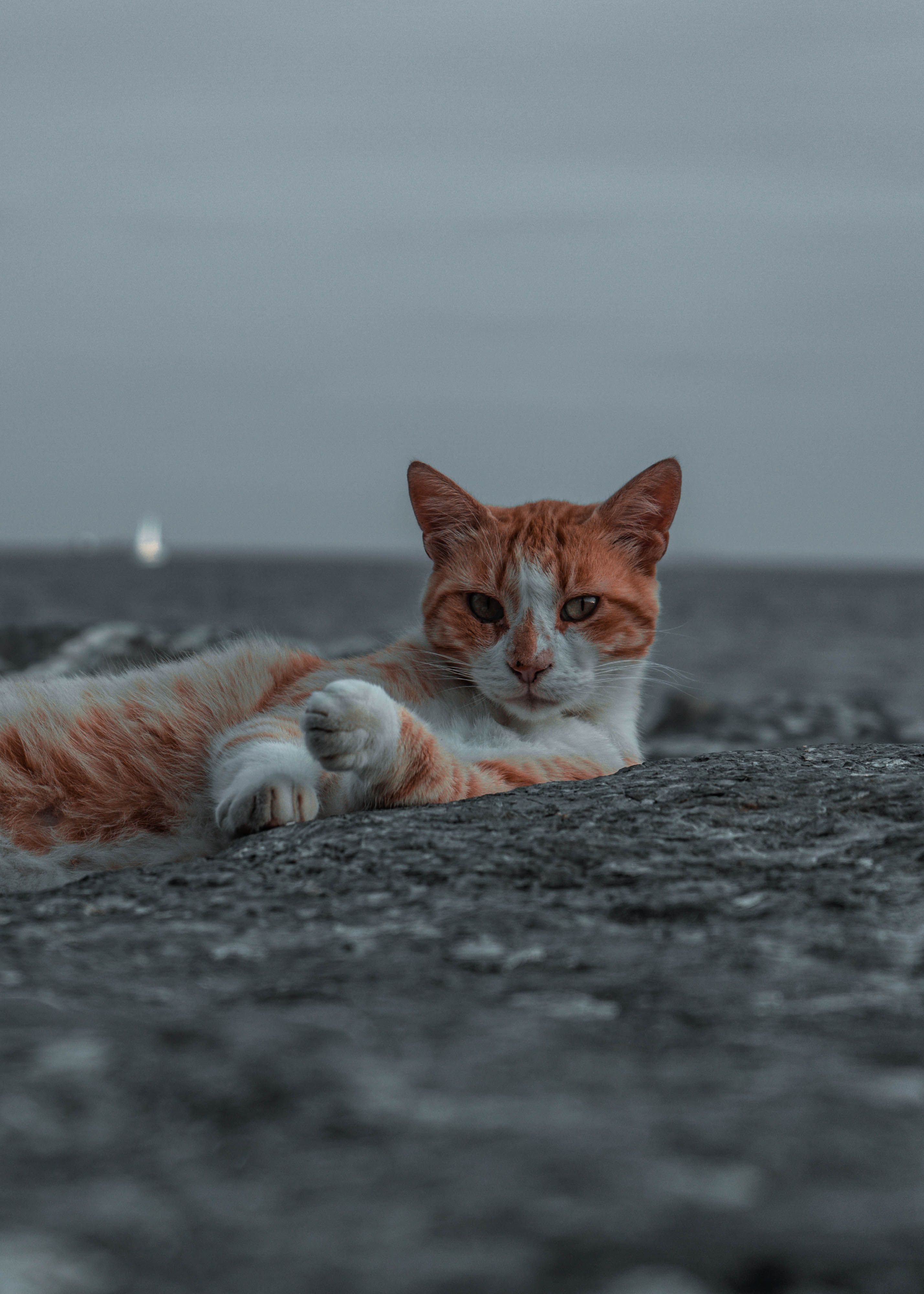Close Up Photo of Cat Lying on the Ground · Free Stock Photo