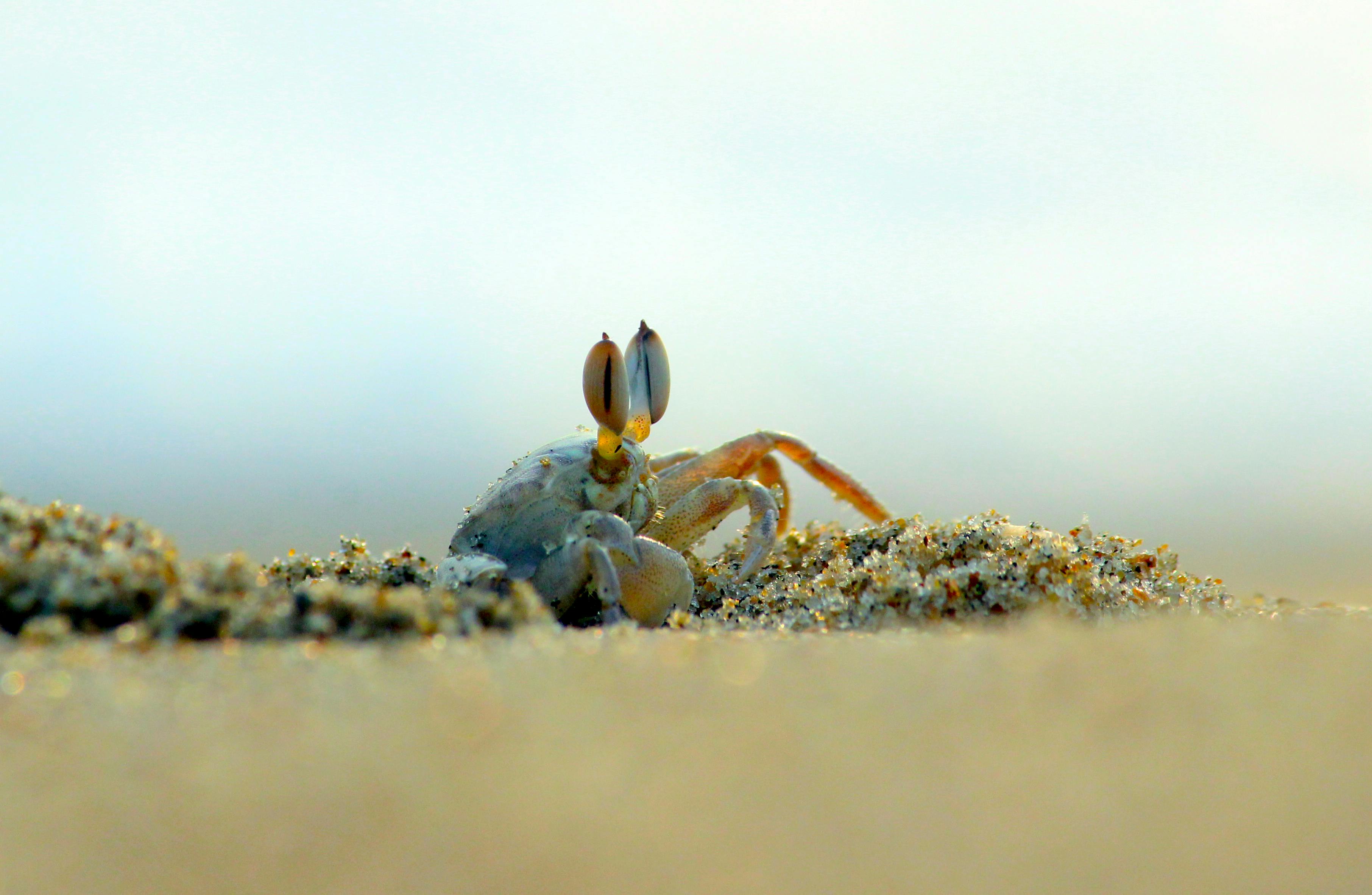 crab in close up photography