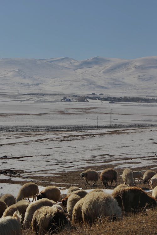 alan, arazi, çiftlik hayvanları içeren Ücretsiz stok fotoğraf