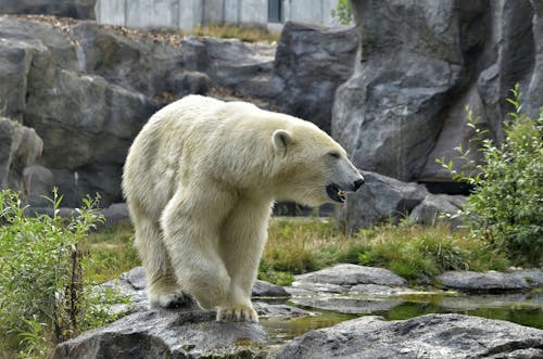 Free White Polar Bear on Green Grass Stock Photo