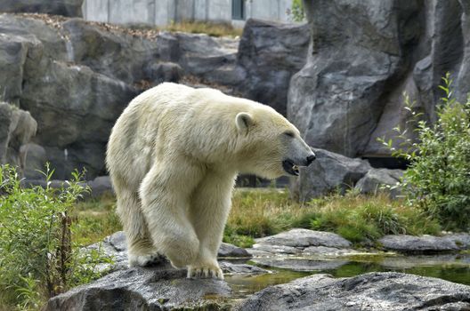 A majestic polar bear walking on rocks in a naturalistic zoo habitat.