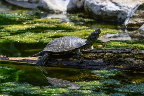A Turtle Crawling on the Mossy Log Above the Pond