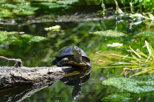 A turtle enjoys a peaceful moment on a log surrounded by vibrant greenery in a calm pond.