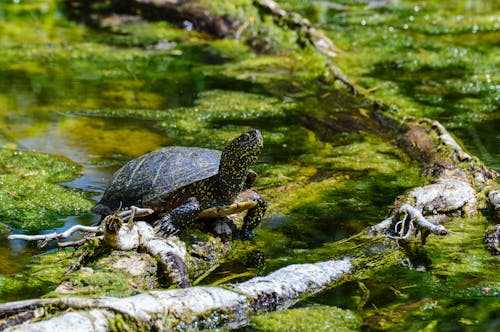 A Turtle Crawling on the Mossy Log Above the Pond
