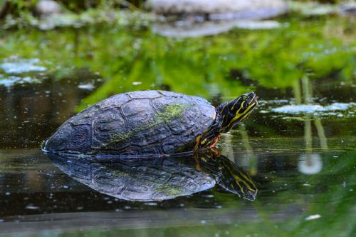 Free A vivid image of a pond turtle reflecting in the water, surrounded by lush greenery. Stock Photo