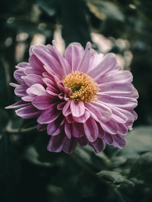 Photos gratuites de basculement, belle fleur, chrysanthème