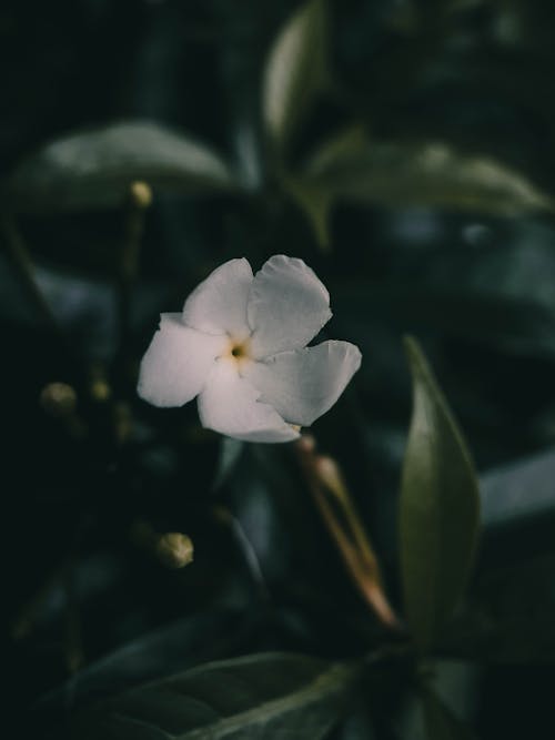 Photos gratuites de crêpe jasmin, fermer, feuilles vertes