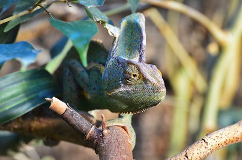 Free Close-up of Veiled Chameleon  Stock Photo